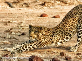 Paesaggi della Namibia