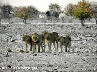 Paesaggi della Namibia