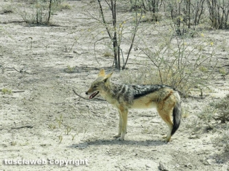 Paesaggi della Namibia