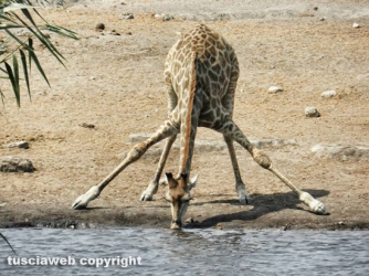 Paesaggi della Namibia