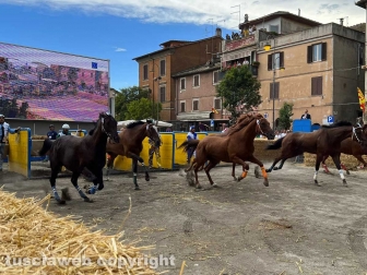Ronciglione - Palio di San Bartolomeo