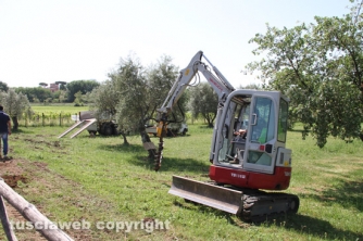 Parco delle querce, al via i lavori