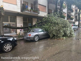 Viterbo - Via Treviso - Grosso tronco di un albero crolla sulle auto