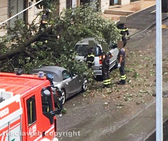 Viterbo - Via Treviso - Grosso tronco di un albero crolla sulle auto