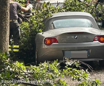 Viterbo - Via Treviso - Grosso tronco di un albero crolla sulle auto