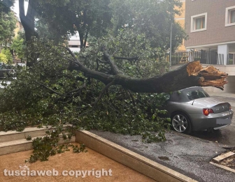 Viterbo - Via Treviso - Grosso tronco di un albero crolla sulle auto