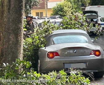 Viterbo - Via Treviso - Grosso tronco di un albero crolla sulle auto