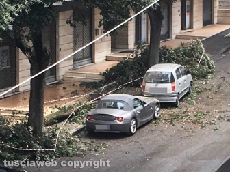 Viterbo - Via Treviso - Grosso tronco di un albero crolla sulle auto