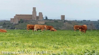 Passeggiata sulle scene del film “Uccellacci e uccellini”