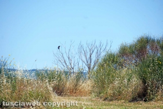 Perdita d'acqua calda