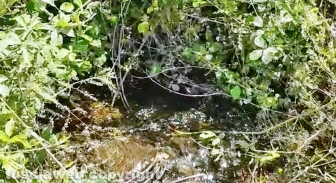 Perdita d'acqua calda