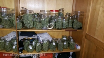 Civita Castellana - Carabinieri - La piantagione di marijuana sequestrata