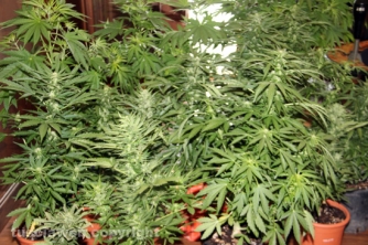 Civita Castellana - Carabinieri - La piantagione di marijuana sequestrata