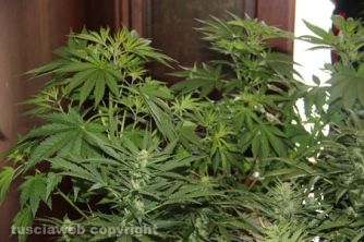Civita Castellana - Carabinieri - La piantagione di marijuana sequestrata