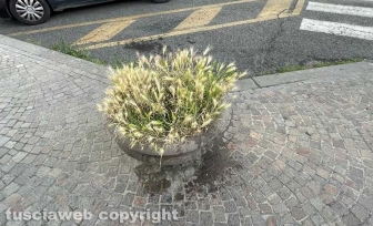 Piazza della Rocca - Una tradizionale fioriera senza fiori e piena di erbacce