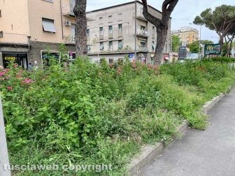 Viterbo - Piazzale Gramsci ridotto a una giungla