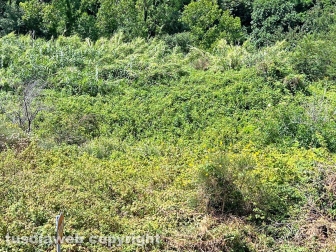 “Piove in casa da 7 mesi ma l’Ater non fa niente..."