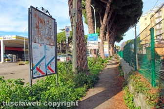 Viterbo - L'erba alta lungo il viale di Porta Romana