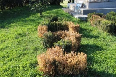 Prato Giardino della vergogna - Piccole siepi ornamentali secche