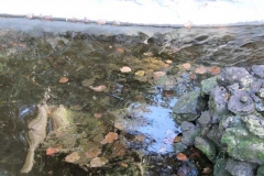 Prato Giardino della vergogna - Laghetti come fogne