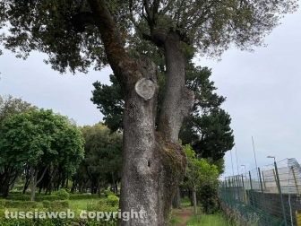 Pratogiardino Lucio Battisti - La rete e il paletto di ferro divelti - Col pericolo che si possa cadere di sotto - L'albero da cui è caduto il ramo