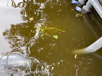 Pratogiardino Lucio Battisti - L'acqua melmosa del laghetto all'entrata