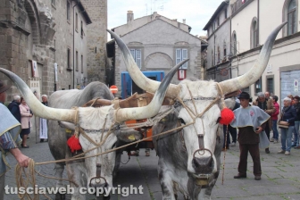 Processione del santissimo Salvatore