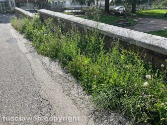 Viterbo - Parco Peppino Impastato - Erba non tagliata dal comune al limite della strada