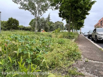 Viterbo - Quartiere Pilastro - Il giardino in fondo a via Bruno Buozzi