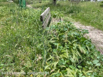 Viterbo - Quartiere Pilastro - Il giardino in fondo a via Bruno Buozzi