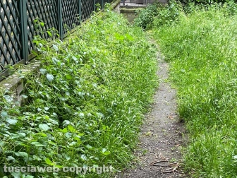 Viterbo - Quartiere Pilastro - Il giardino in via Bruno Buozzi