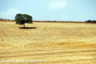 La campagna attorno a Valentano