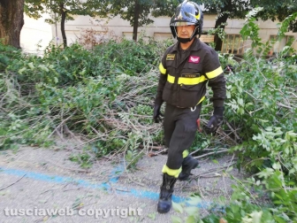 Viterbo - Ramo cade su viale Trento - I vigili del fuoco