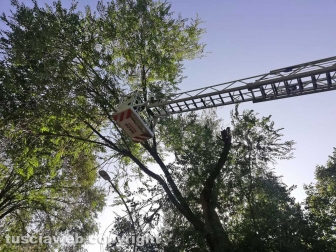 Viterbo - Ramo cade su viale Trento - I vigili del fuoco