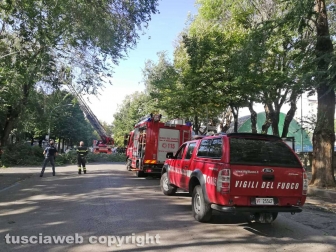 Viterbo - Ramo cade su viale Trento - I vigili del fuoco