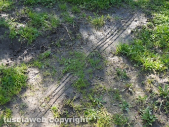 Graffignano - Rapina in villa con sparatoria