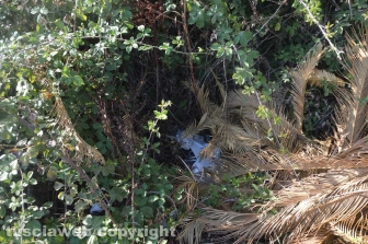 Tarquinia - Rifiuti sulla strada d'ingresso di Villa Bruschi Falgari