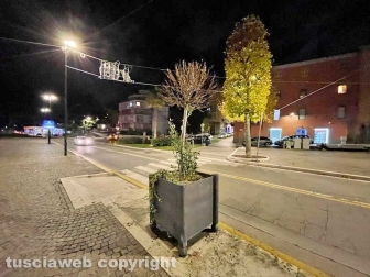 Viterbo - Via Marconi nel caos - Una pianta secca