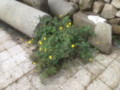 Viterbo  - Sallupara bombardata