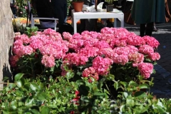 San Pellegrino in fiore