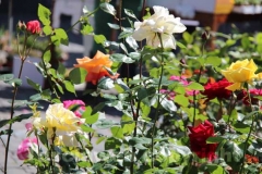 San Pellegrino in fiore