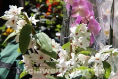 San Pellegrino in fiore