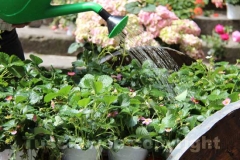 San Pellegrino in fiore