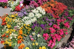 San Pellegrino in fiore