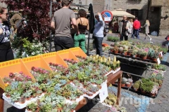 San Pellegrino in fiore