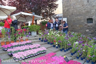Viterbo - San Pellegrino in Fiore 2019