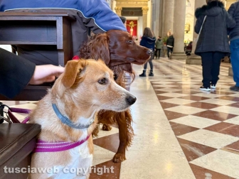 La Quercia - Sant’Antonio abate - Gli animali dentro la chiesa