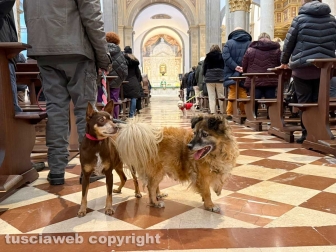 La Quercia - Sant’Antonio abate - Gli animali dentro la chiesa