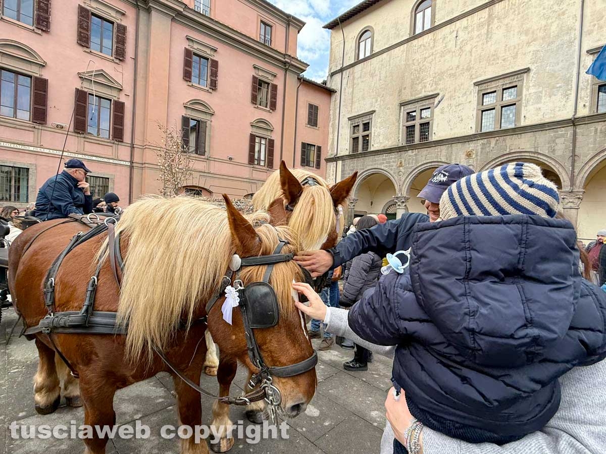 Viterbo - Piazza del Comune - Sant’Antonio abate - La benedizione degli animali
