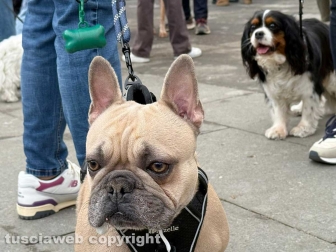 Viterbo - Piazza del Comune - Sant’Antonio abate - La benedizione degli animali